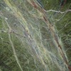 Marble Green Forest